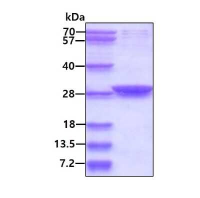 SDS-Page: Recombinant Human SIX6 His Protein [NBP2-22810] - 3ug by SDS-PAGE under reducing condition and visualized by coomassie blue stain.